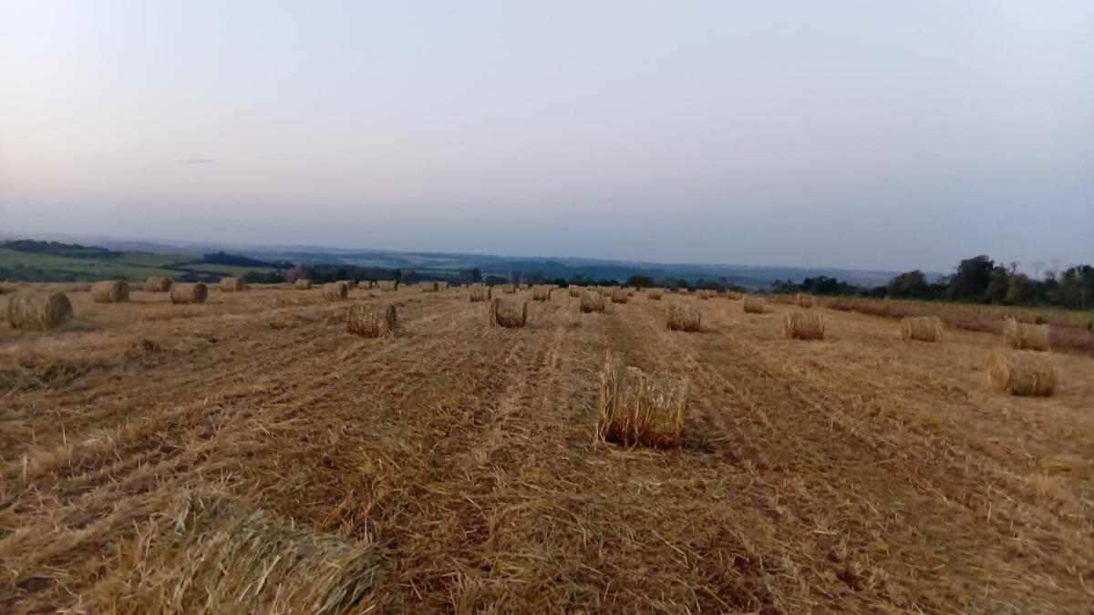 Mini Round Baler Buyer's Guide: What to Look For in a Small Baler